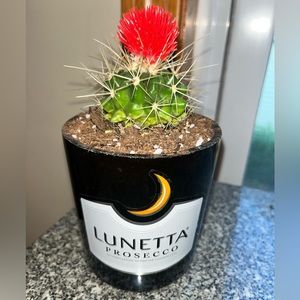Lunetta Prosecco, Champagne plant holder